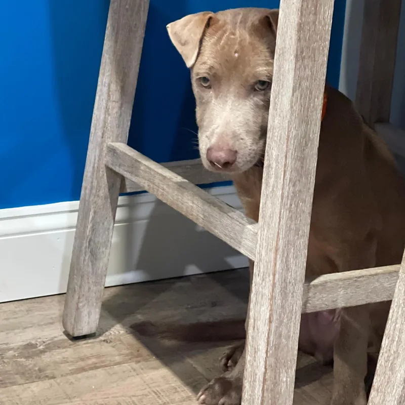 Bobby Boucher thumbnail 3