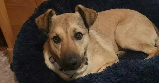 Brisket Pna Biscuit thumbnail 2