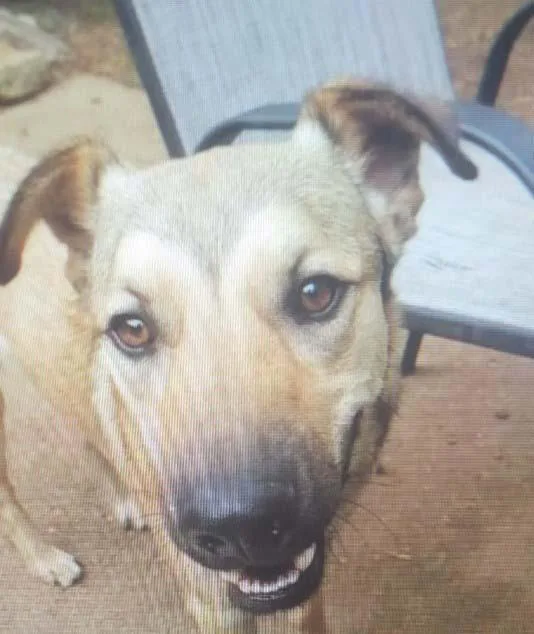 Brisket Pna Biscuit thumbnail 3