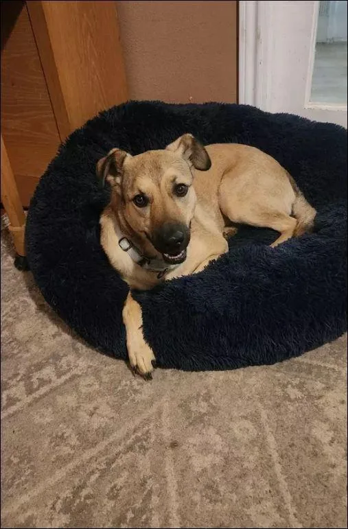 Brisket Pna Biscuit thumbnail 4