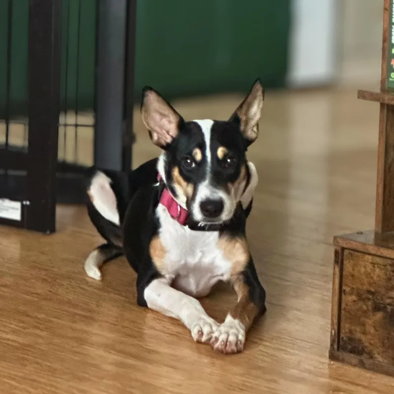 Precious thumbnail 3