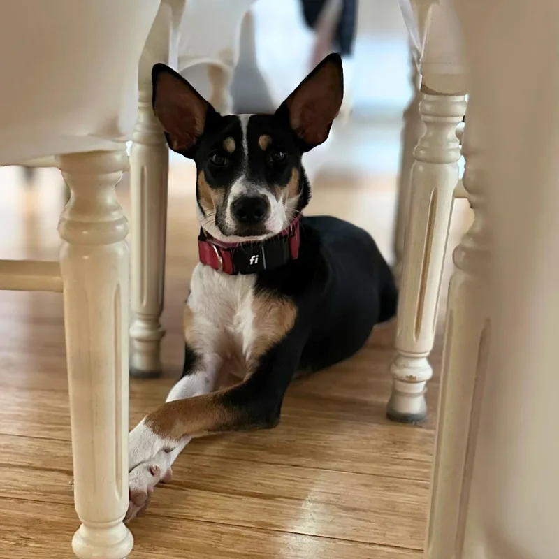 Precious thumbnail 4