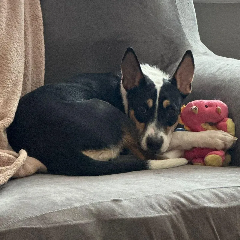 Precious thumbnail 5