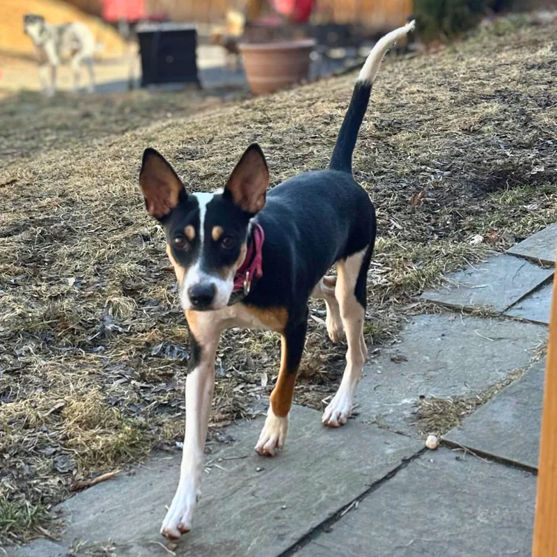 Precious thumbnail 6