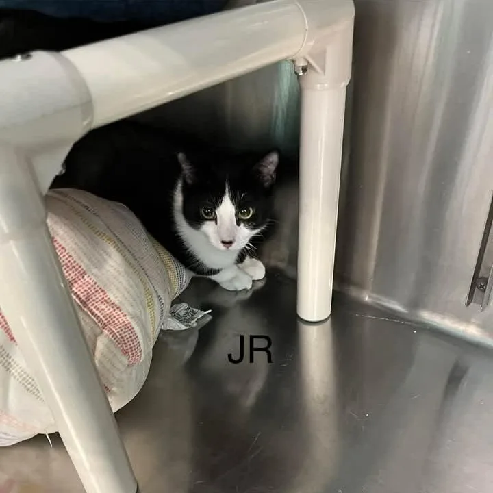 Henrietta & Jr thumbnail 4