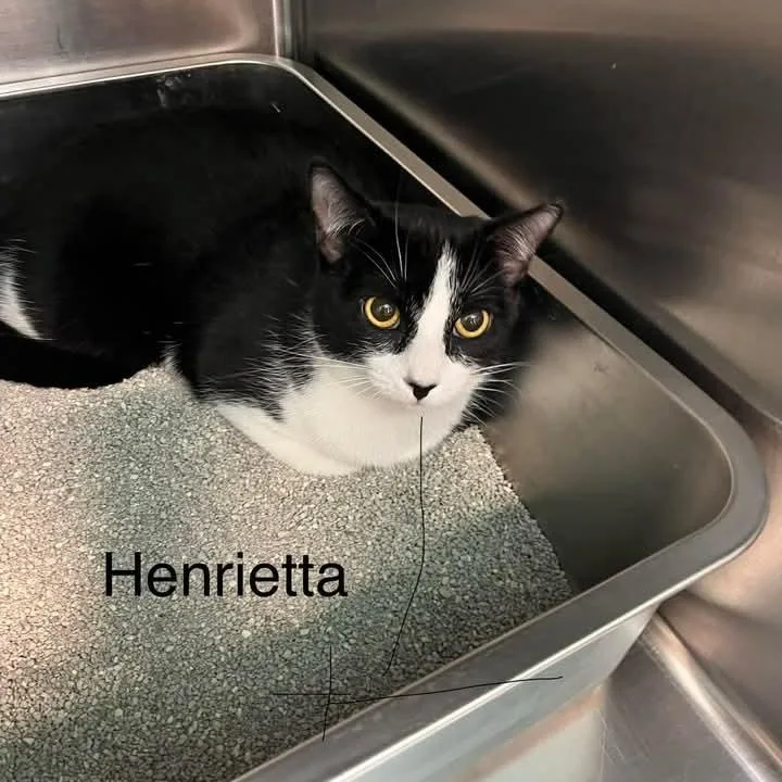 Henrietta & Jr thumbnail 5