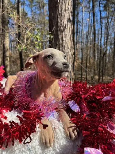 Chestnut thumbnail 2