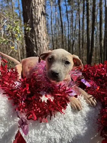 Chestnut thumbnail 3