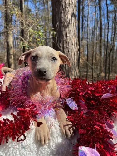 Chestnut thumbnail 4