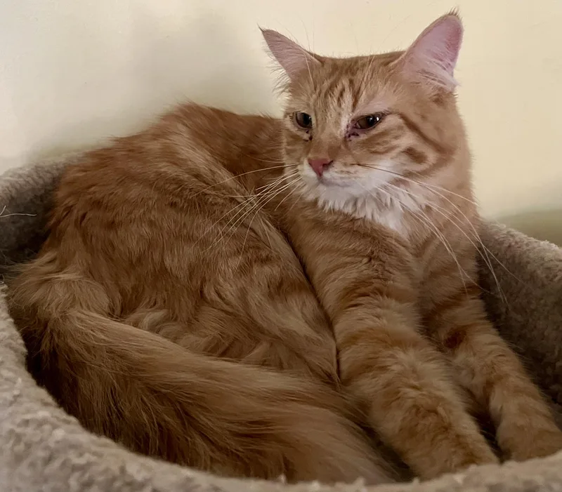 Sassparilla Aka Sassy