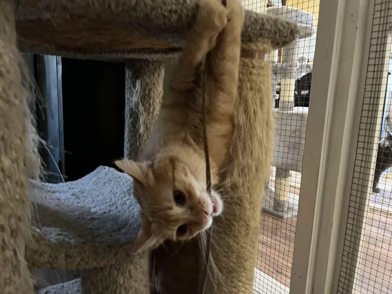 Sassparilla Aka Sassy thumbnail 3