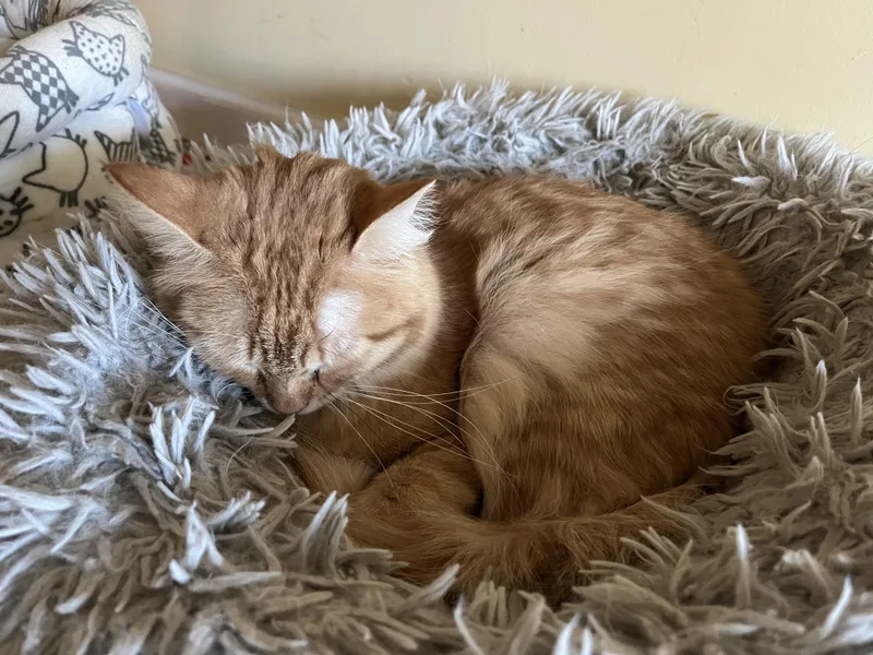 Sassparilla Aka Sassy thumbnail 4