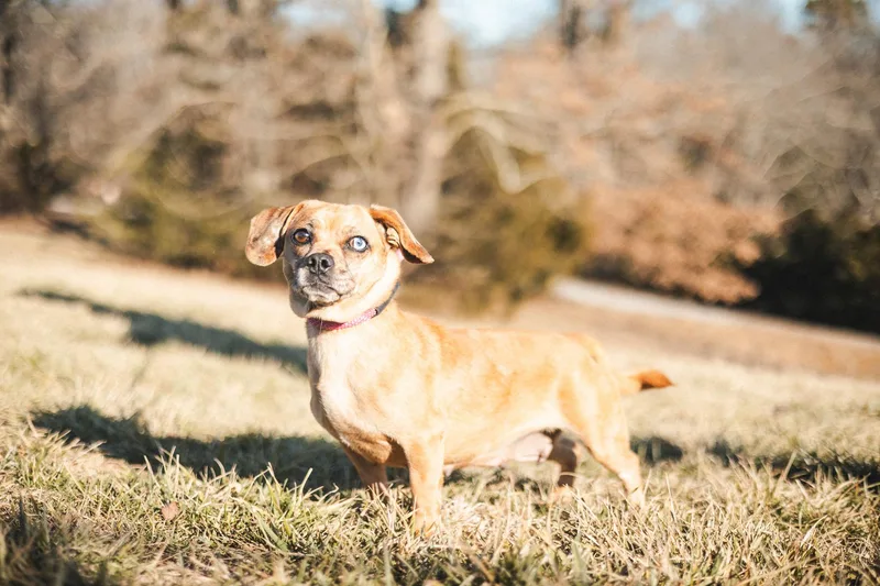 Pippa  Transport thumbnail 2