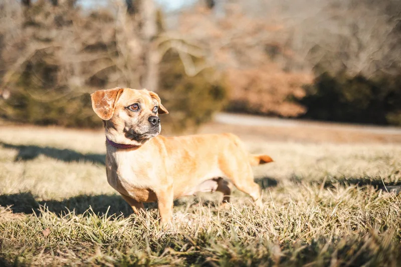 Pippa  Transport thumbnail 3