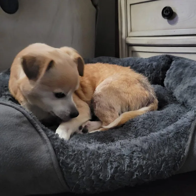 Prescott thumbnail 3