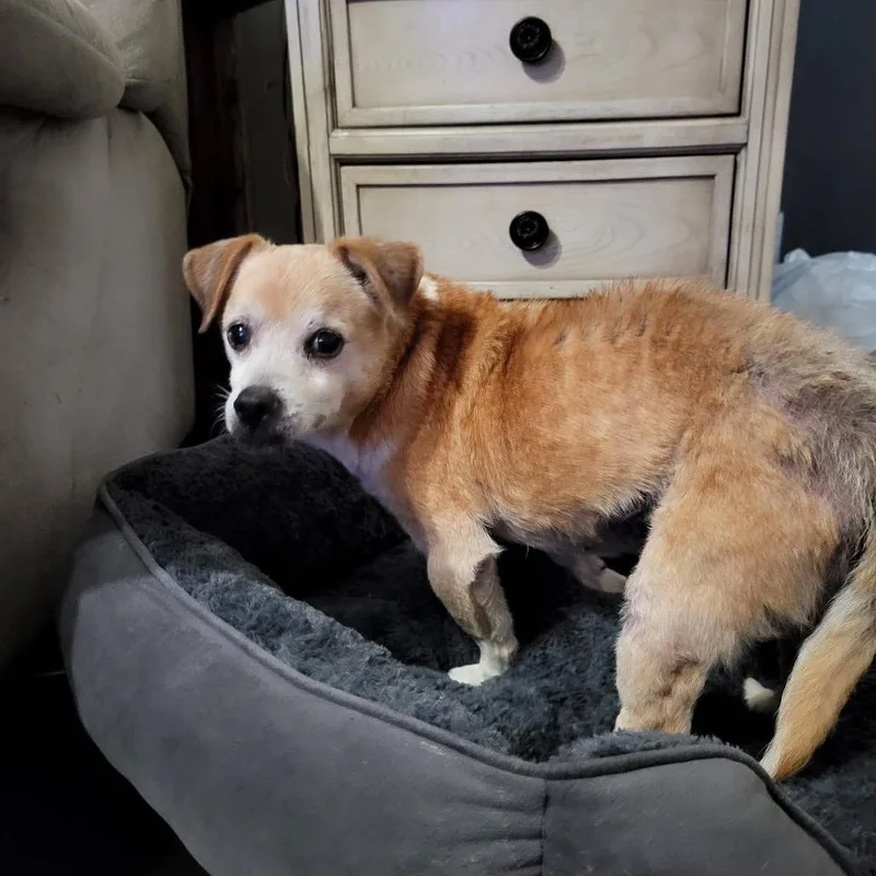 Prescott thumbnail 4