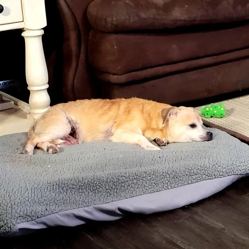 Prescott thumbnail 6