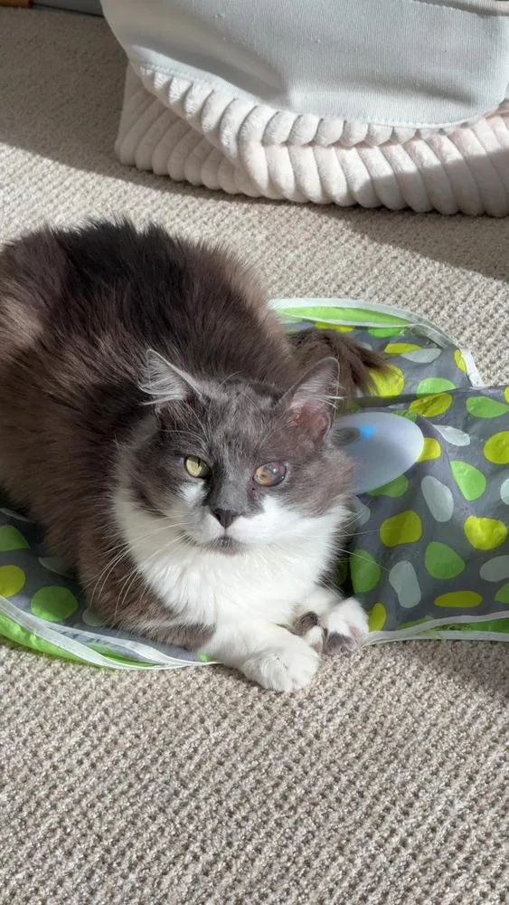 Smokey Gilbert thumbnail 3