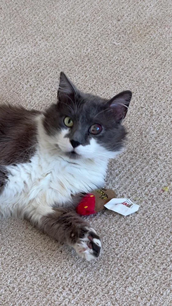 Smokey Gilbert thumbnail 5