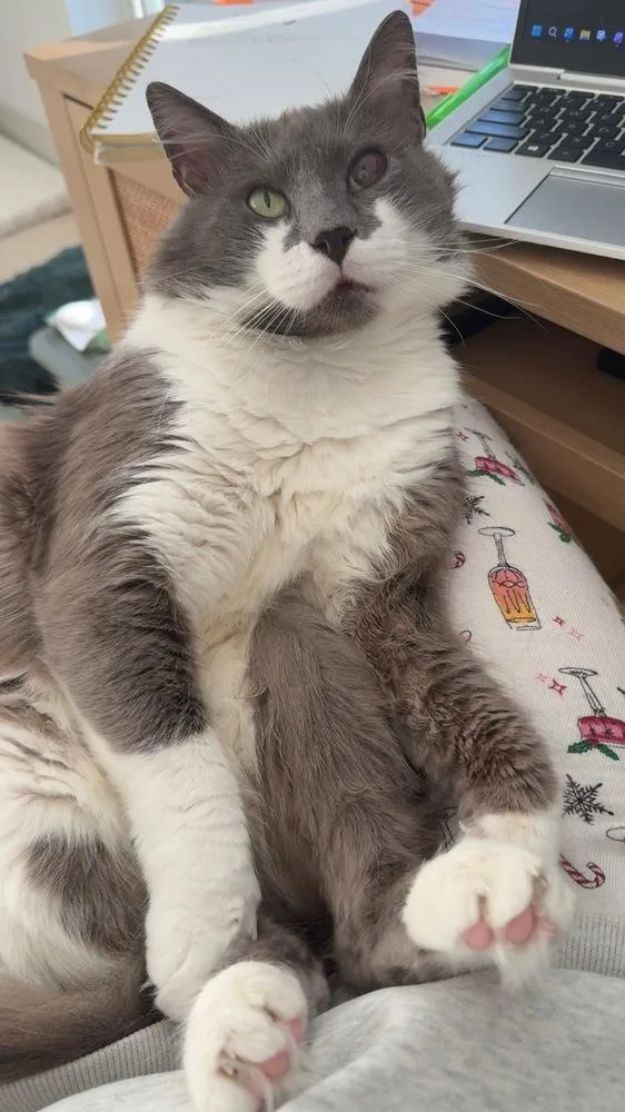 Smokey Gilbert thumbnail 6