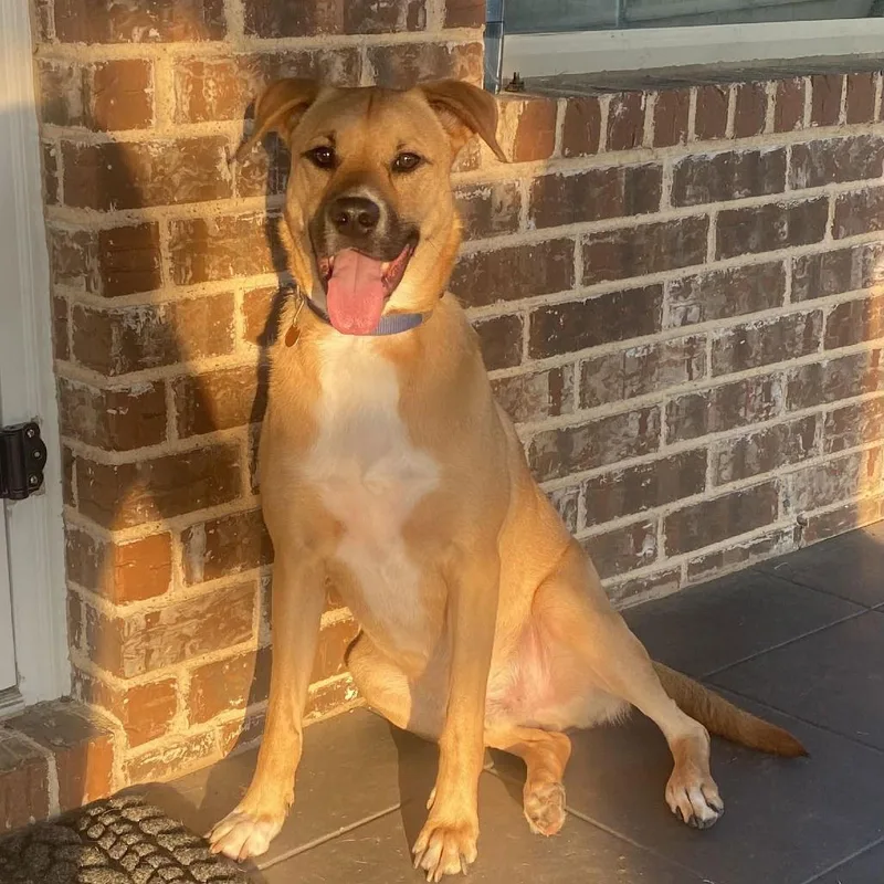 Sergeant thumbnail 3