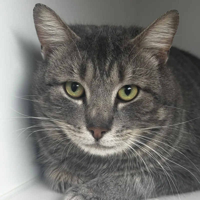 Malcomcat Of The Month!