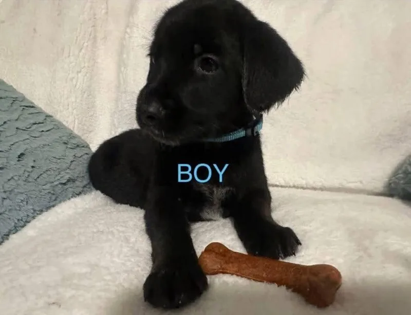 Shepadoodle Pups  Bullet