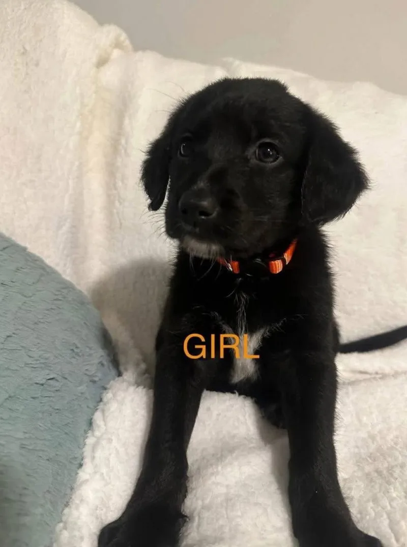 Shepadoodle Pups  Strongheart