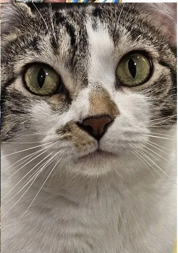 Zclcminiandlila thumbnail 2