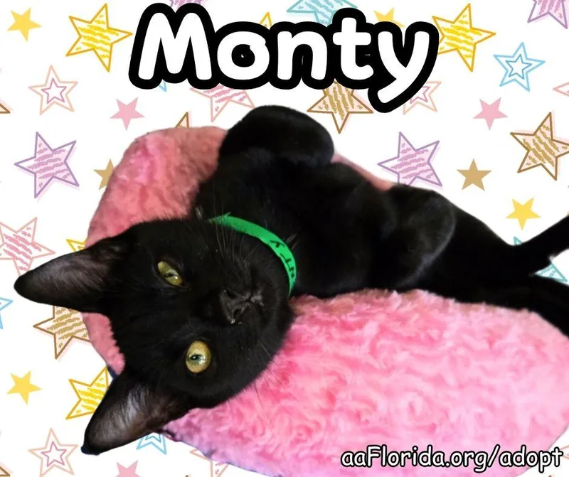 Monty thumbnail 2