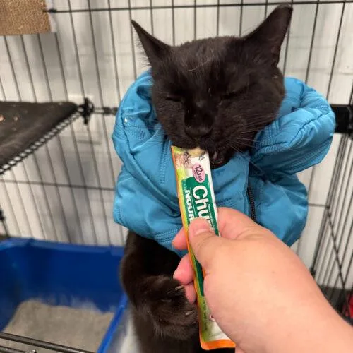 Geovanni thumbnail 2