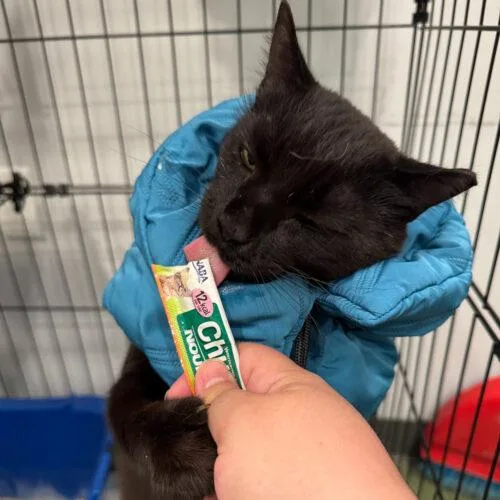 Geovanni thumbnail 3