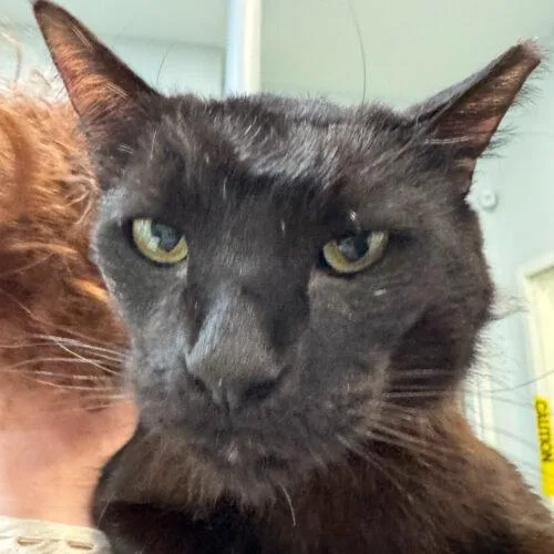 Geovanni thumbnail 4