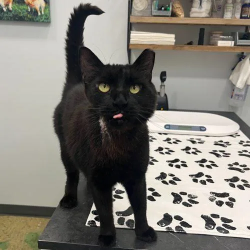 Geovanni thumbnail 5