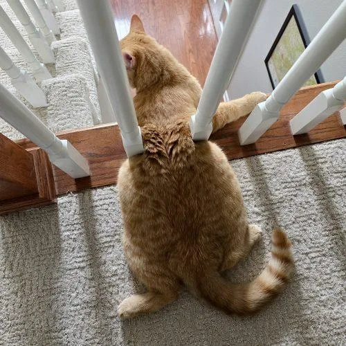 Gloria J Wonky thumbnail 2