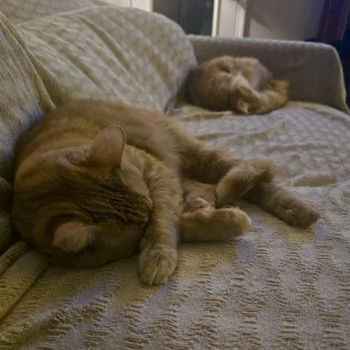 Gloria J Wonky thumbnail 3