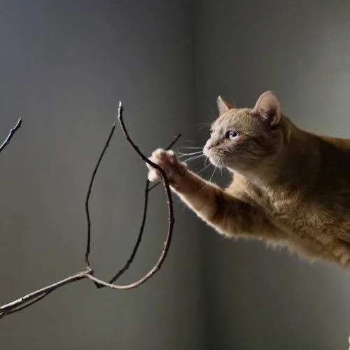 Gloria J Wonky thumbnail 4