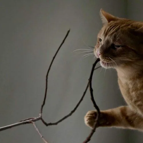 Gloria J Wonky thumbnail 5