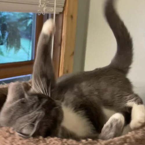 Grey Cat thumbnail 2