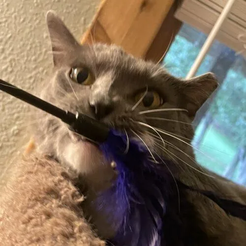 Grey Cat thumbnail 3