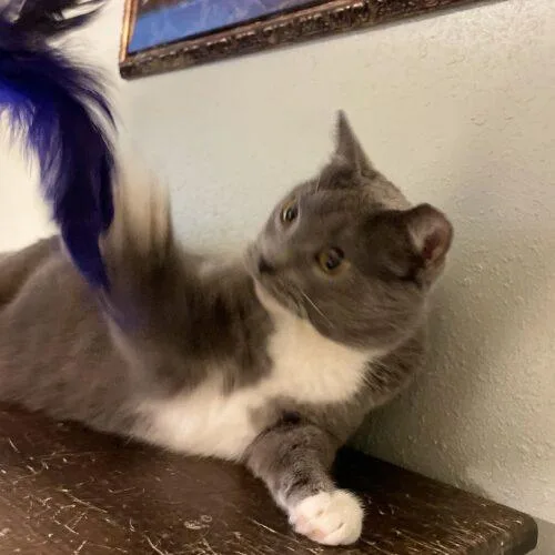 Grey Cat thumbnail 4