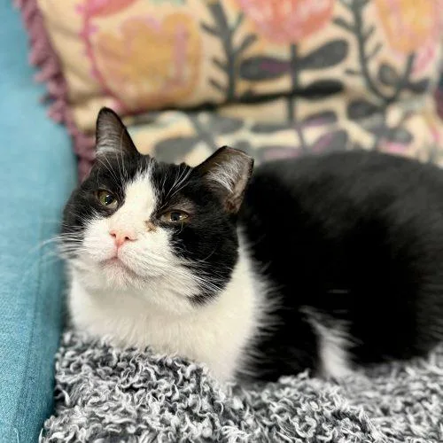 Croissant thumbnail 2