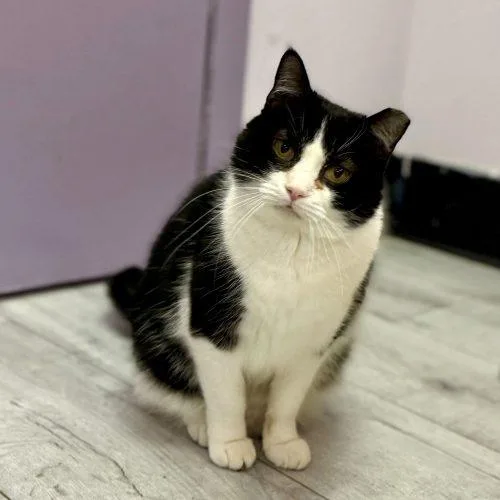 Croissant thumbnail 3