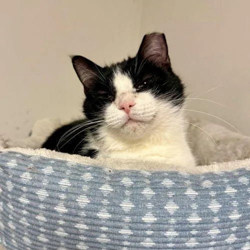 Croissant thumbnail 4