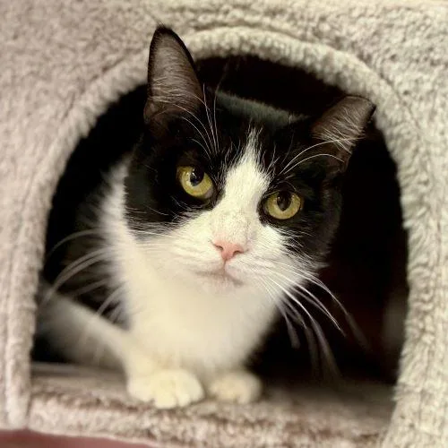 Croissant thumbnail 5