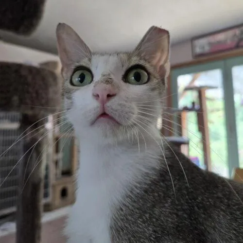 Kat Moss thumbnail 3