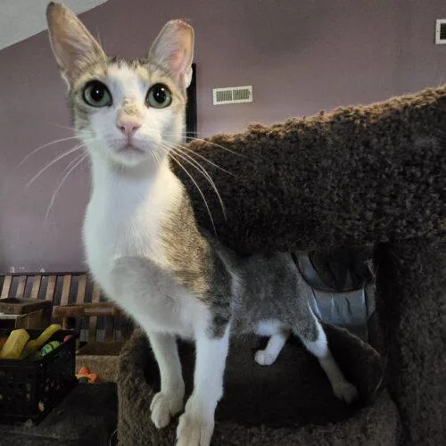 Kat Moss thumbnail 4