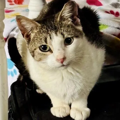 Purcilla thumbnail 2