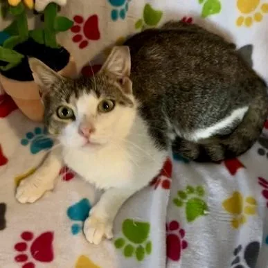 Purcilla thumbnail 3