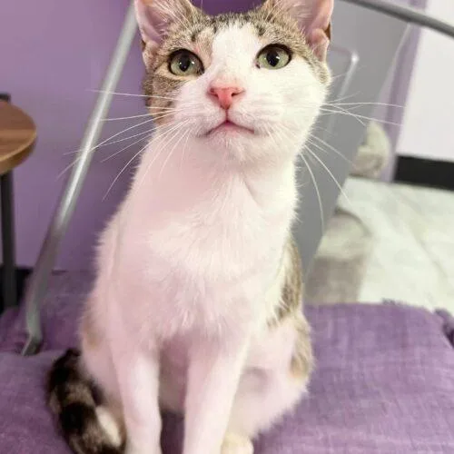 Purcilla thumbnail 5